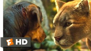 A Dog's Way Home (2018) – Big Kitten Returns Scene (7/10) | Movieclips