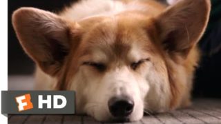 A Dog's Purpose (2017) – My Best Life Scene (7/10) | Movieclips